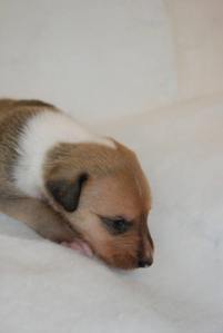 Asa Nanica Best Friend Ever