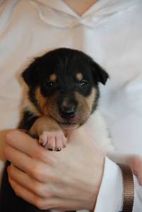 Asa Nanica Big Adventure