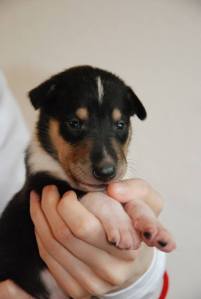 Asa Nanica Bird of Passage