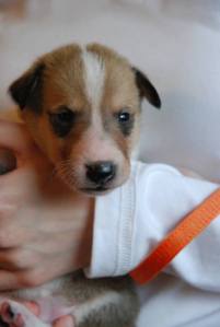 Asa Nanica Born to be Gorgeous