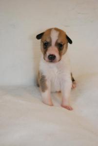 Asa Nanica Brooklyn Bridge