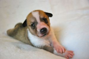 Asa Nanica Brooklyn Bridge_