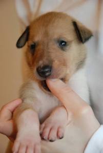 Asa Nanica But a Dream