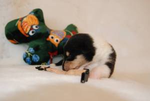 Beige - Asa Nanica Back to Future