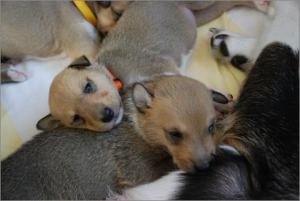 blau: Asa Nanica Agent Anthony