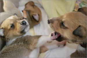 braun: Asa Nanica Amazing Amadeus