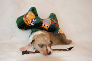 Brown - Asa Nanica Basically Buddha