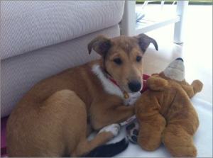 Frida - Asa Nanica Ancient Amber, rot:red