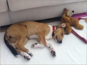 Frida - Asa Nanica Ancient Amber, rot:red