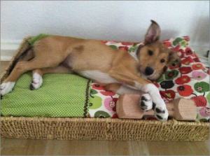 Frida - Asa Nanica Ancient Amber, rot:red