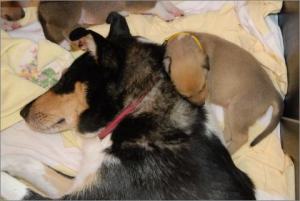 gelb: Asa Nanica A Penny from Heaven