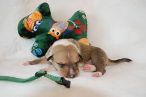 Green - Asa Nanica Best Friend Ever