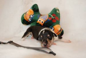 Grey - Asa Nanica Baltic Bootsman