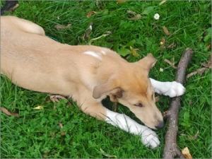 Heaven - Asa Nanica A Penny from Heaven, gelb:yellow