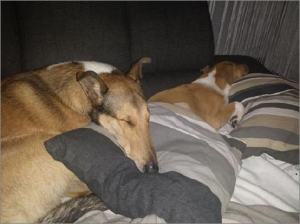 Jones - Asa Nanica Adorable Aprilmoon, grün:green