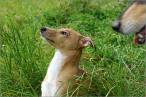 Jule, Asa Nanica Alpha Giulia, rosa:pink