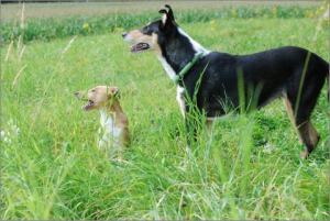 Jule, Asa Nanica Alpha Giulia, rosa:pink