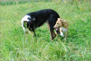 Jule, Asa Nanica Alpha Giulia, rosa:pink