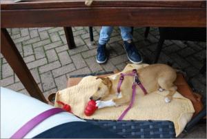 Jule, Asa Nanica Alpha Giulia, rosa:pink