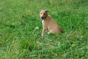 Jule, Asa Nanica Alpha Giulia, rosa:pink