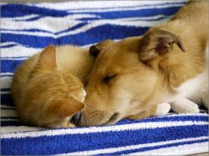 Miro, Asa Nanica Amazing Amadeus, braun:brown