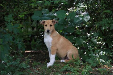 Miro, Asa Nanica Amazing Amadeus, braun:brown