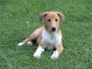 Nico, Asa Nanica Ambassador of Heart, beige