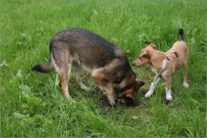 Nico, Asa Nanica Ambassador of Heart, beige