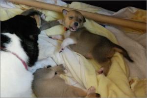 orange: Asa Nanica Angel in disguise