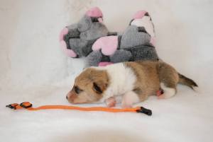 Orange - Asa Nanica Born to be Gorgeous