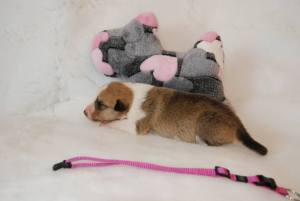 Pink - Asa Nanica Brooklyn Bridge