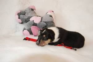 Red - Asa Nanica Bird of Passage