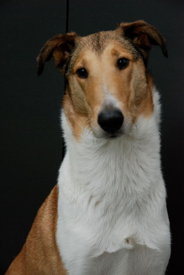 Rosa - 3 years old - expects Asa Nanica B-Litter end of October