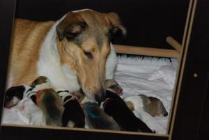 Rosa und ihre neugeborenen Welpen