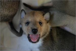 rosa:pink- Asa Nanica Alpha Giulia