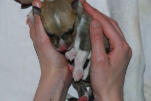 sable male - green collar