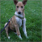 Skena, Asa Nanica Angel in disguise, orange