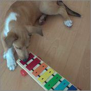 Skena, Asa Nanica Angel in disguise, orange