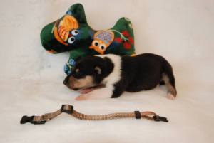 Taupe - Asa Nanica Big Adventure