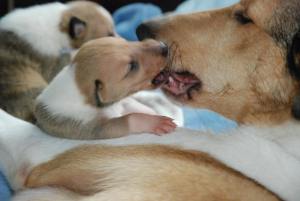 Turella´s Queenie Rosa und ihre Tochter AN But a Dream