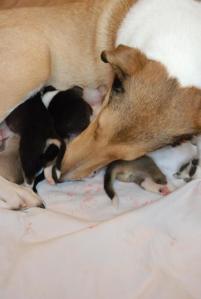 Turella´s Queenie - Rosa und ihre Welpen