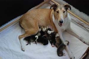 Turella´s Queenie - Rosa B-Litter, two days old