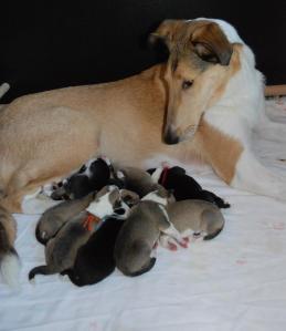 _Turella´s Queenie - Rosa with Asa Nanica B-Litter