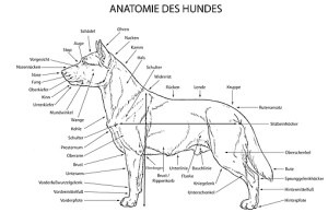 Anatomie des Hundes