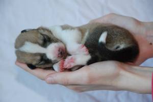 female - pink collar