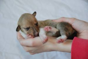 female - yellow collar