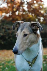 Rosa entspannt im Garten
