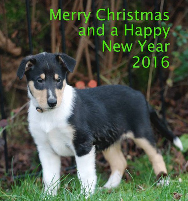 Merry Christmas 2015