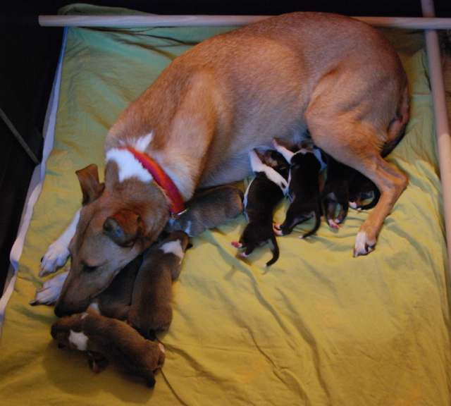 D-Wurf am Abend des ersten Tages