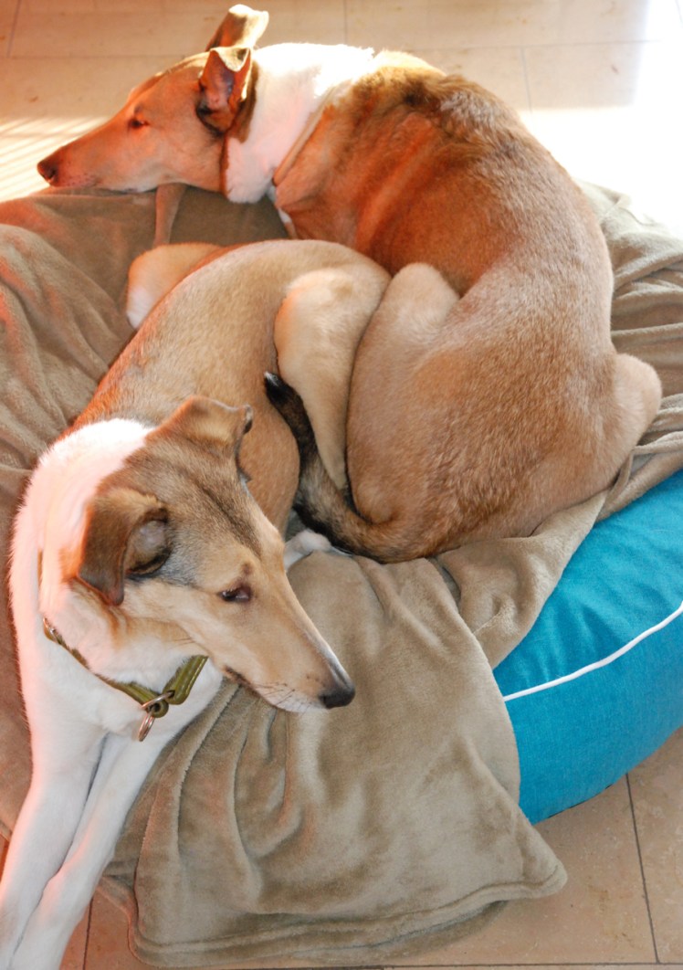 Krümel und Rosa auf der Insel